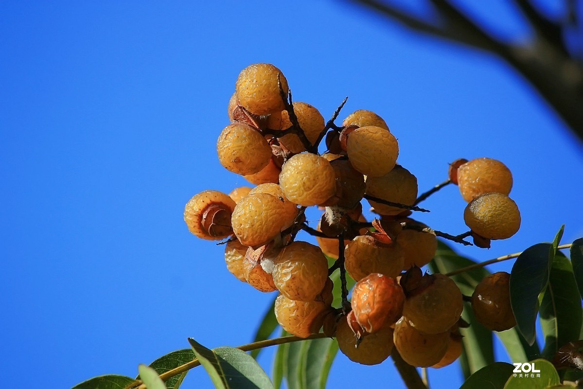 一絲紅光無患子樹果