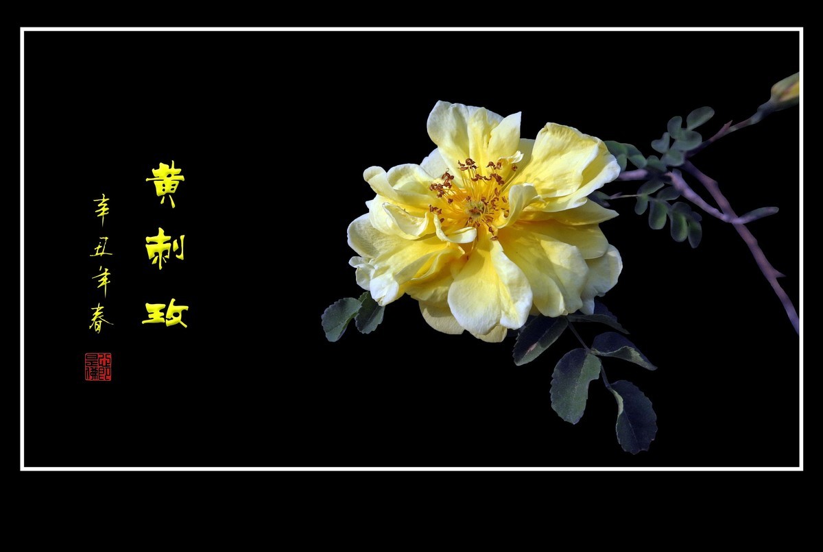 漂亮的重瓣黄刺玫和单瓣黄刺玫