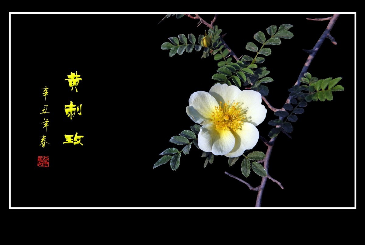 漂亮的重瓣黄刺玫和单瓣黄刺玫