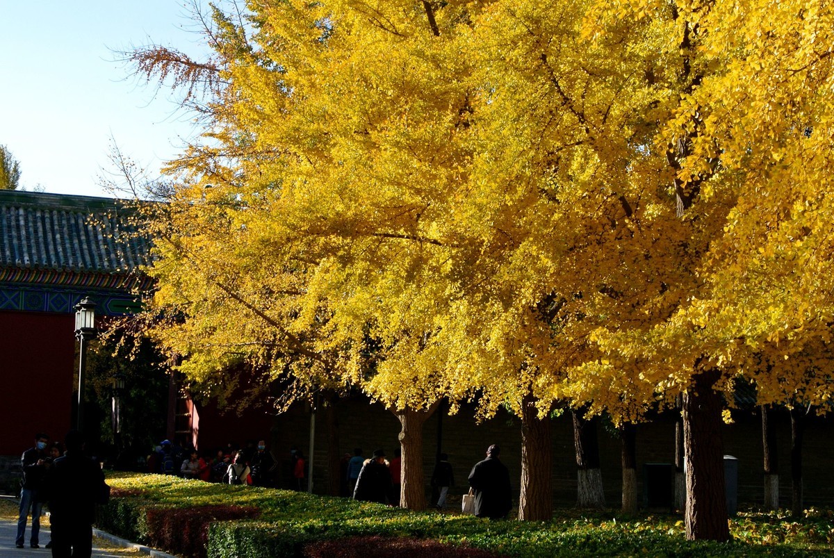 北京地坛公园银杏大道