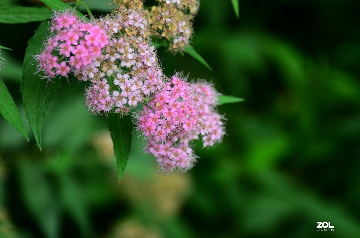 花卉系列【2035】