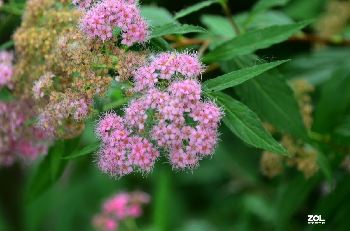 花卉系列【2035】