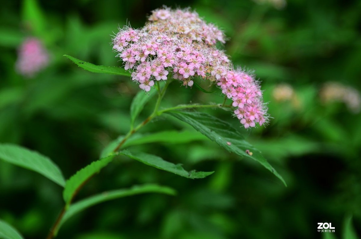 花卉系列【2035】