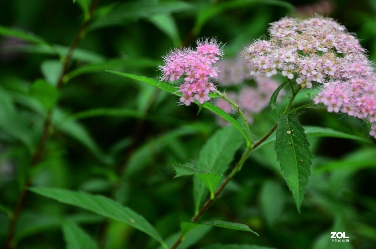 花卉系列【2035】