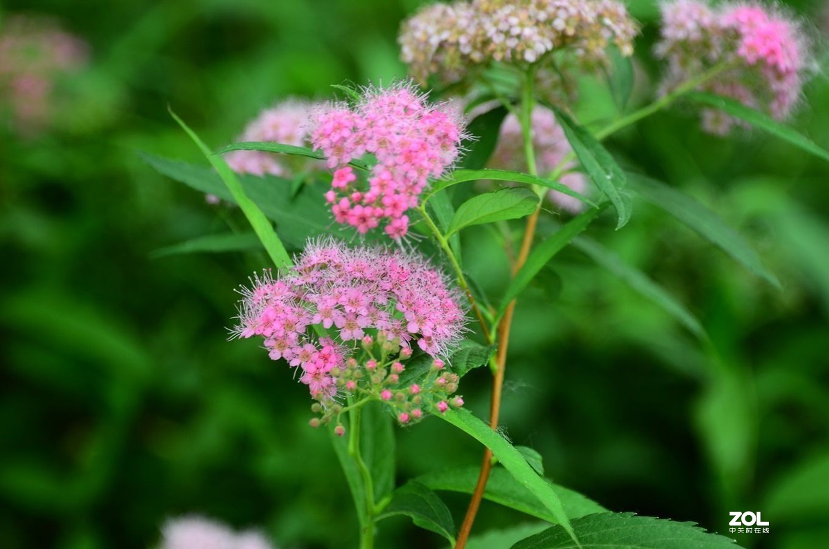 花卉系列【2035】