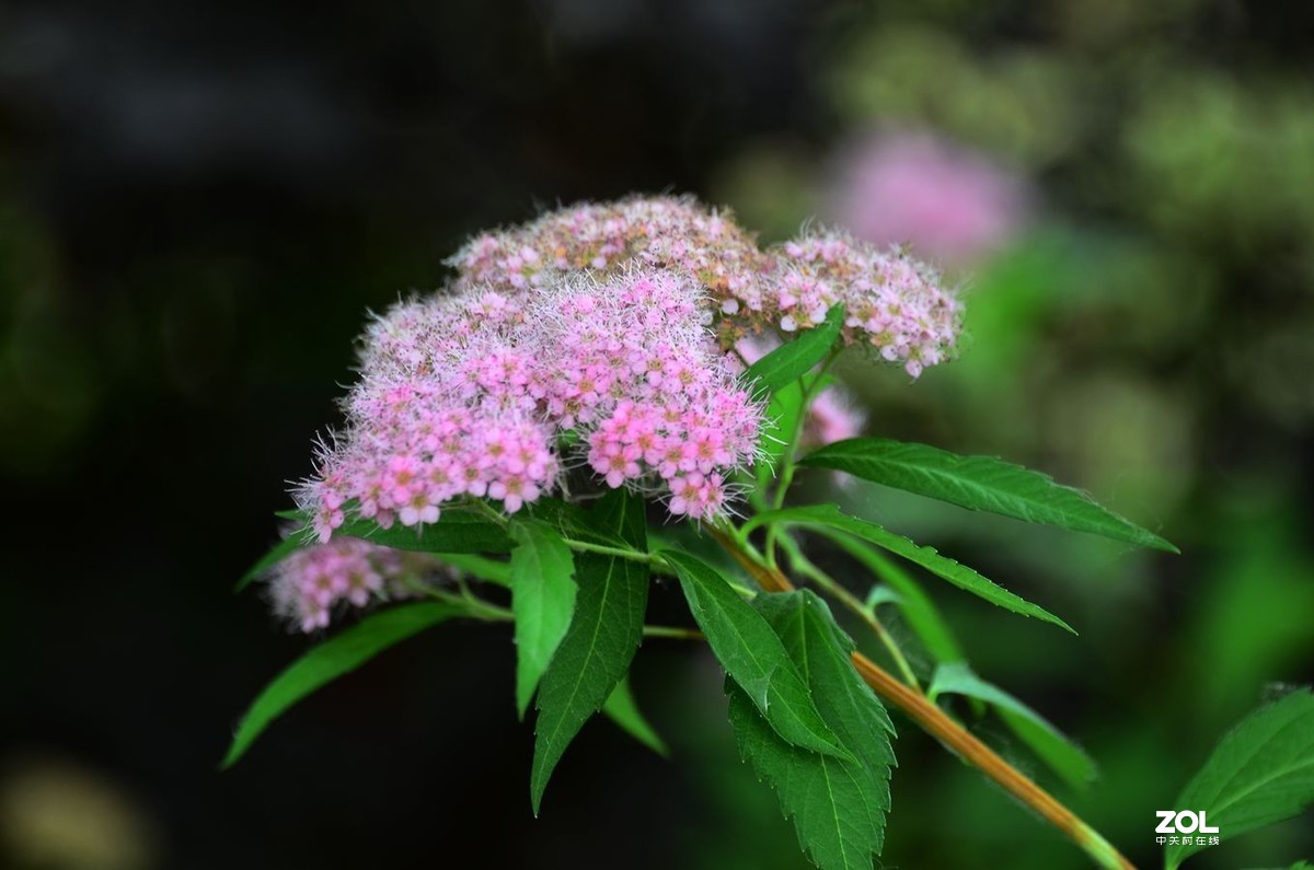 花卉系列【2035】