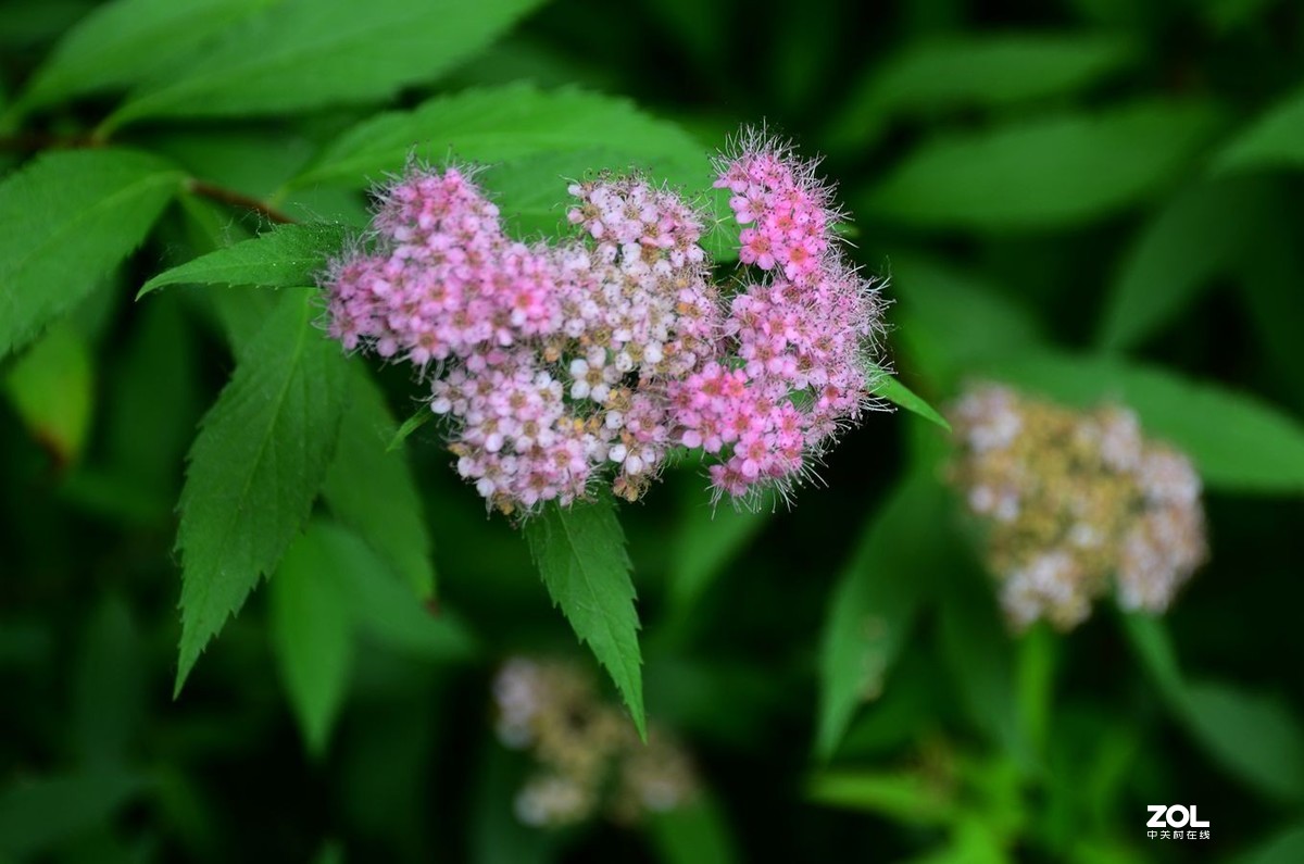 花卉系列【2035】