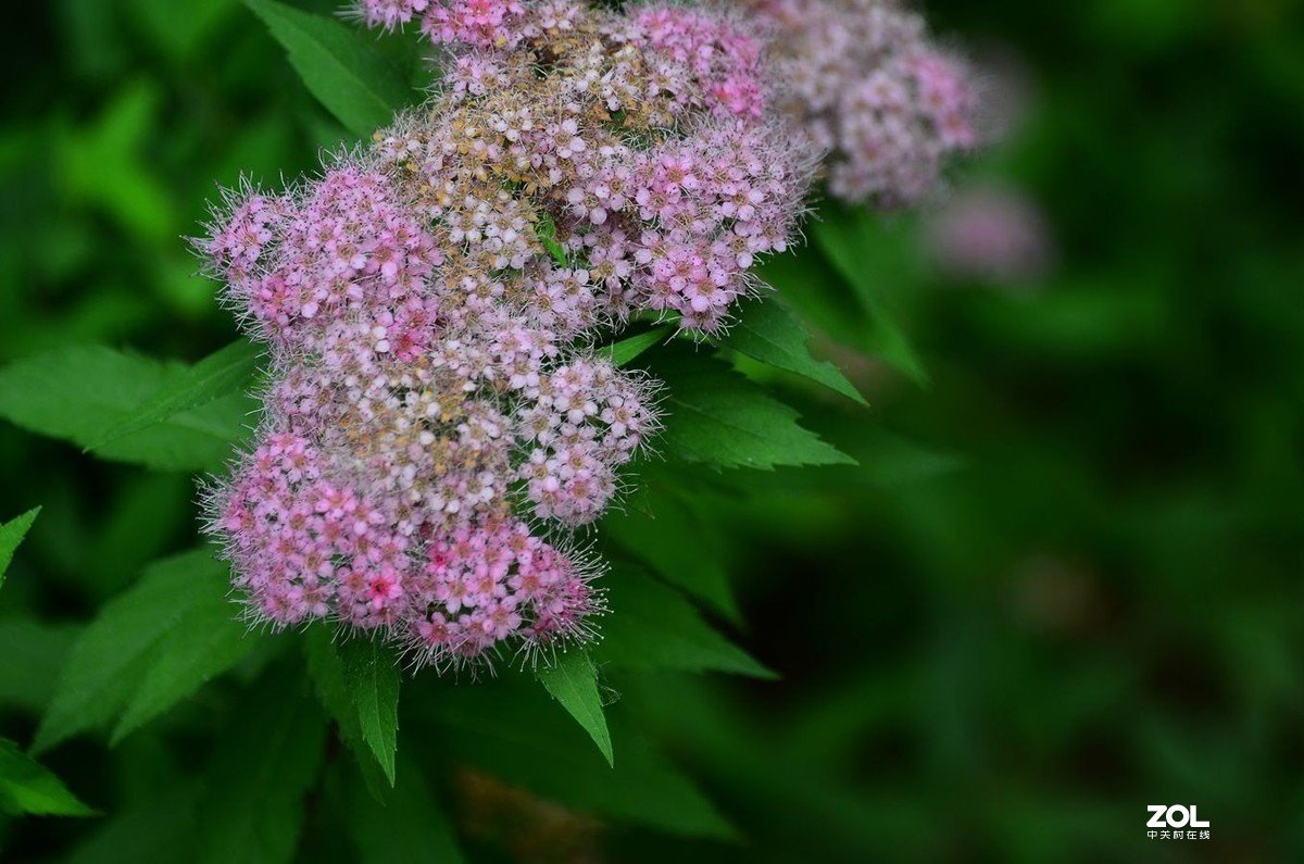 花卉系列【2035】
