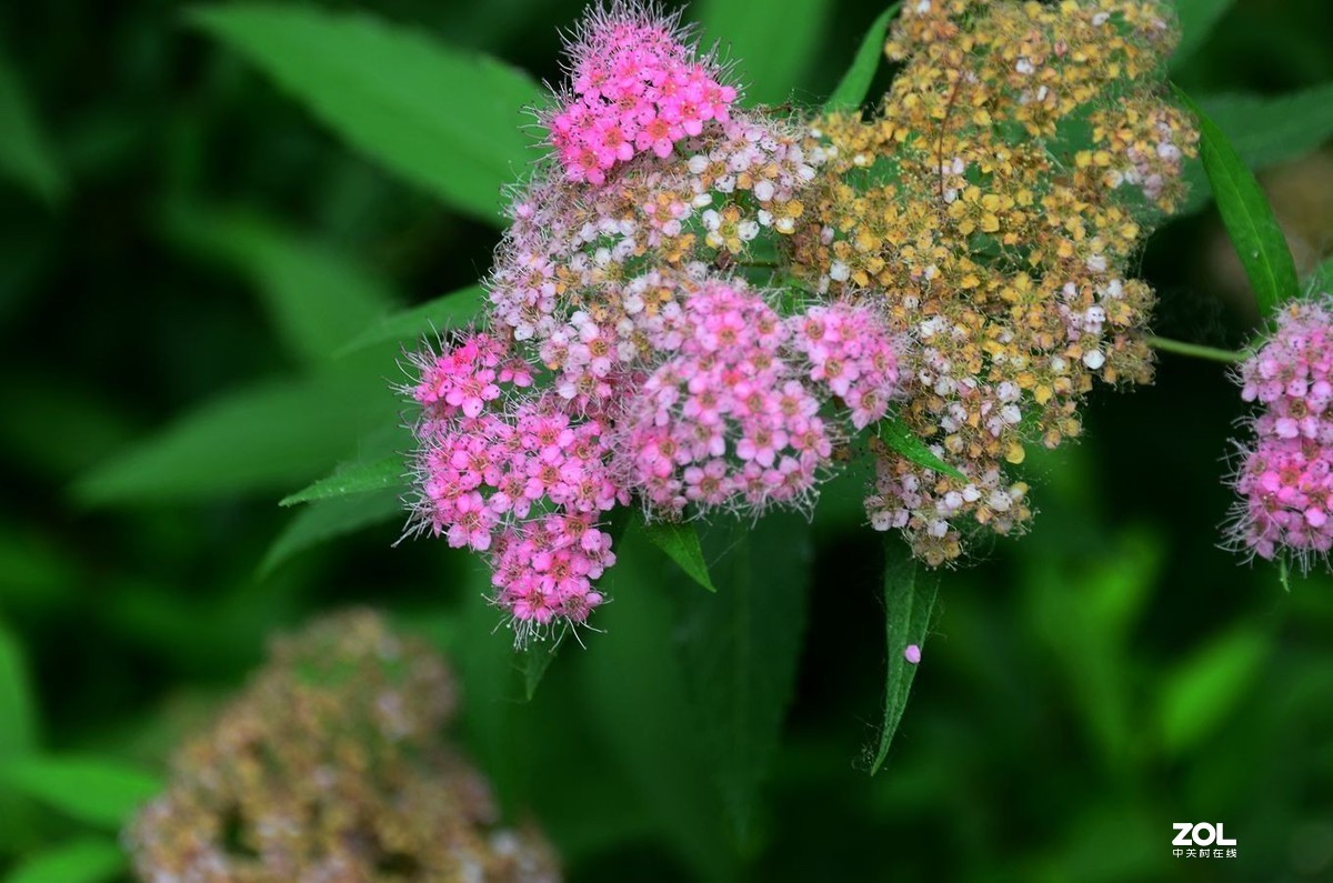 花卉系列【2035】