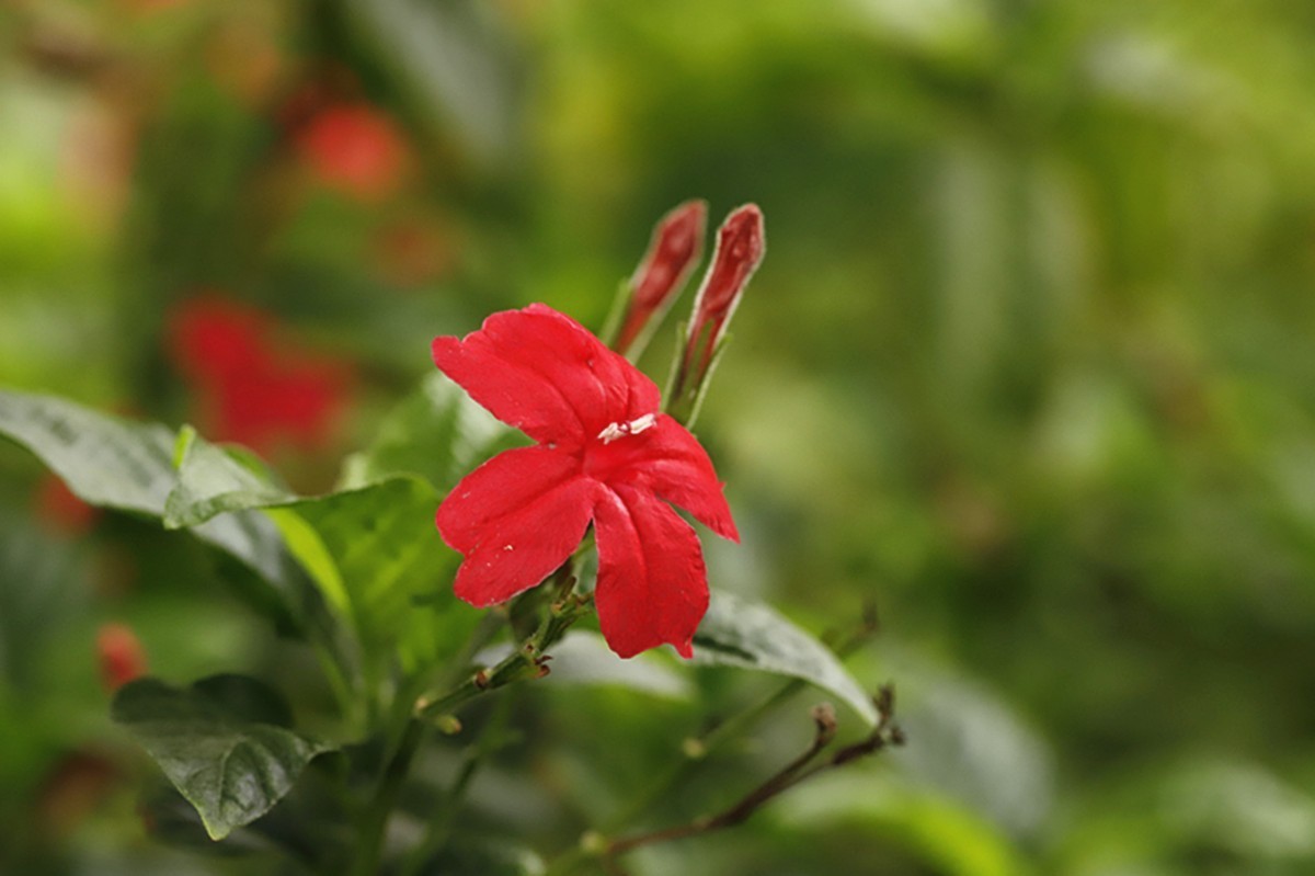 春天大花芦莉盛开的季节