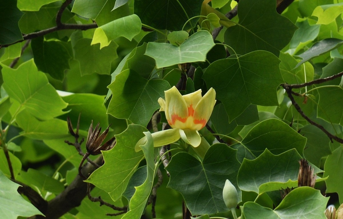 木兰花开马褂木