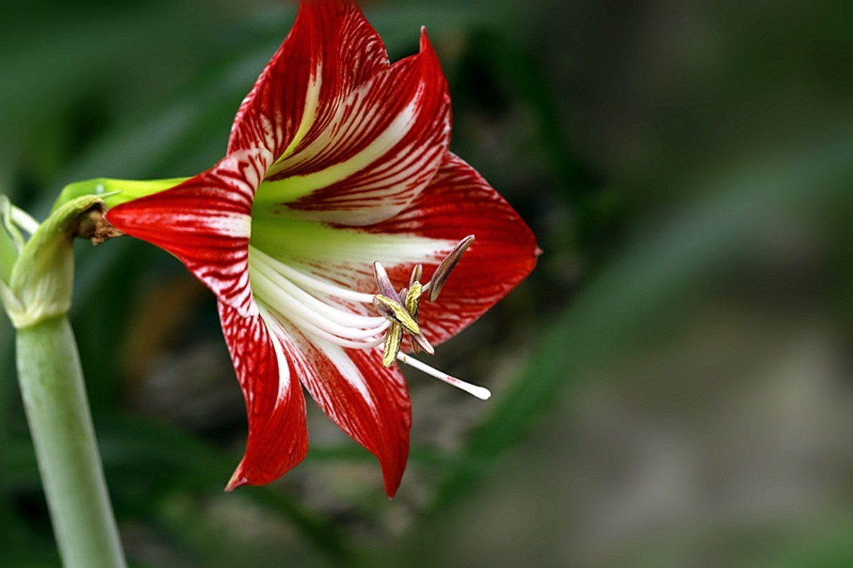 色彩鲜艳朱顶红