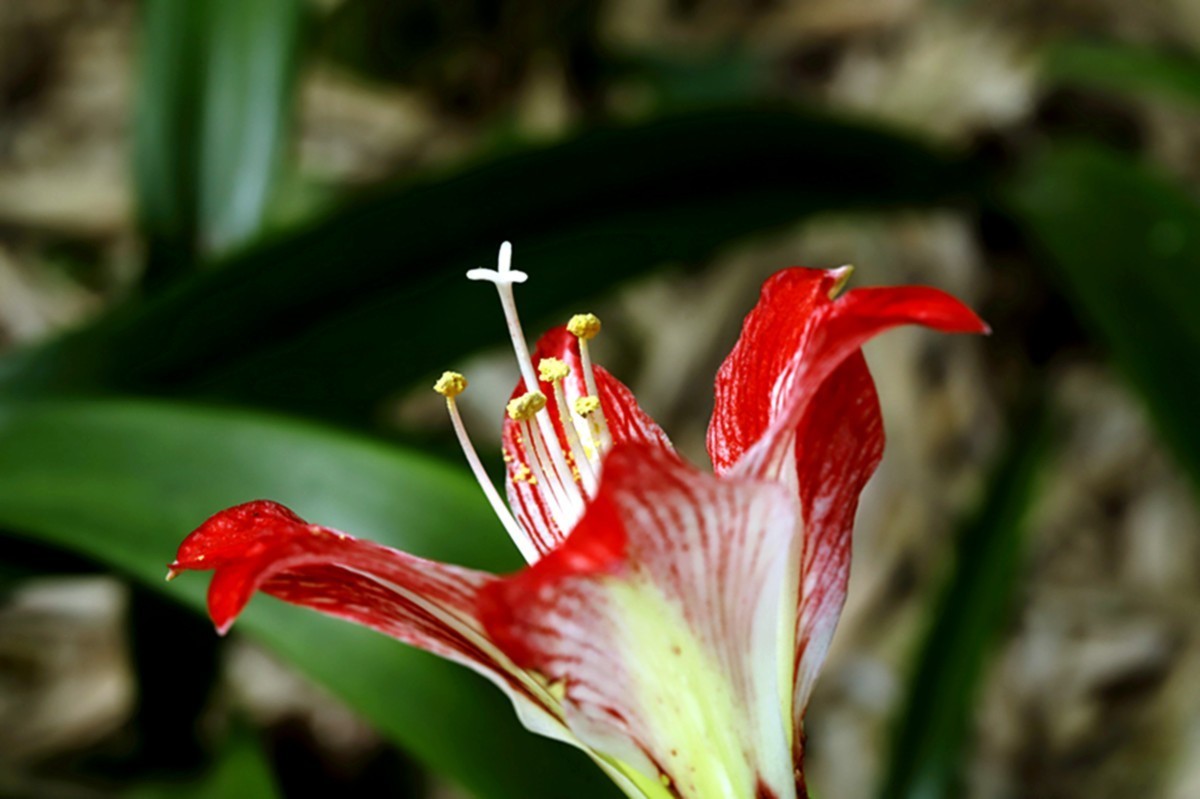色彩鲜艳朱顶红