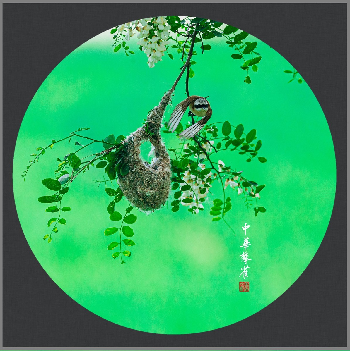 【老张光影】共筑爱的摇篮