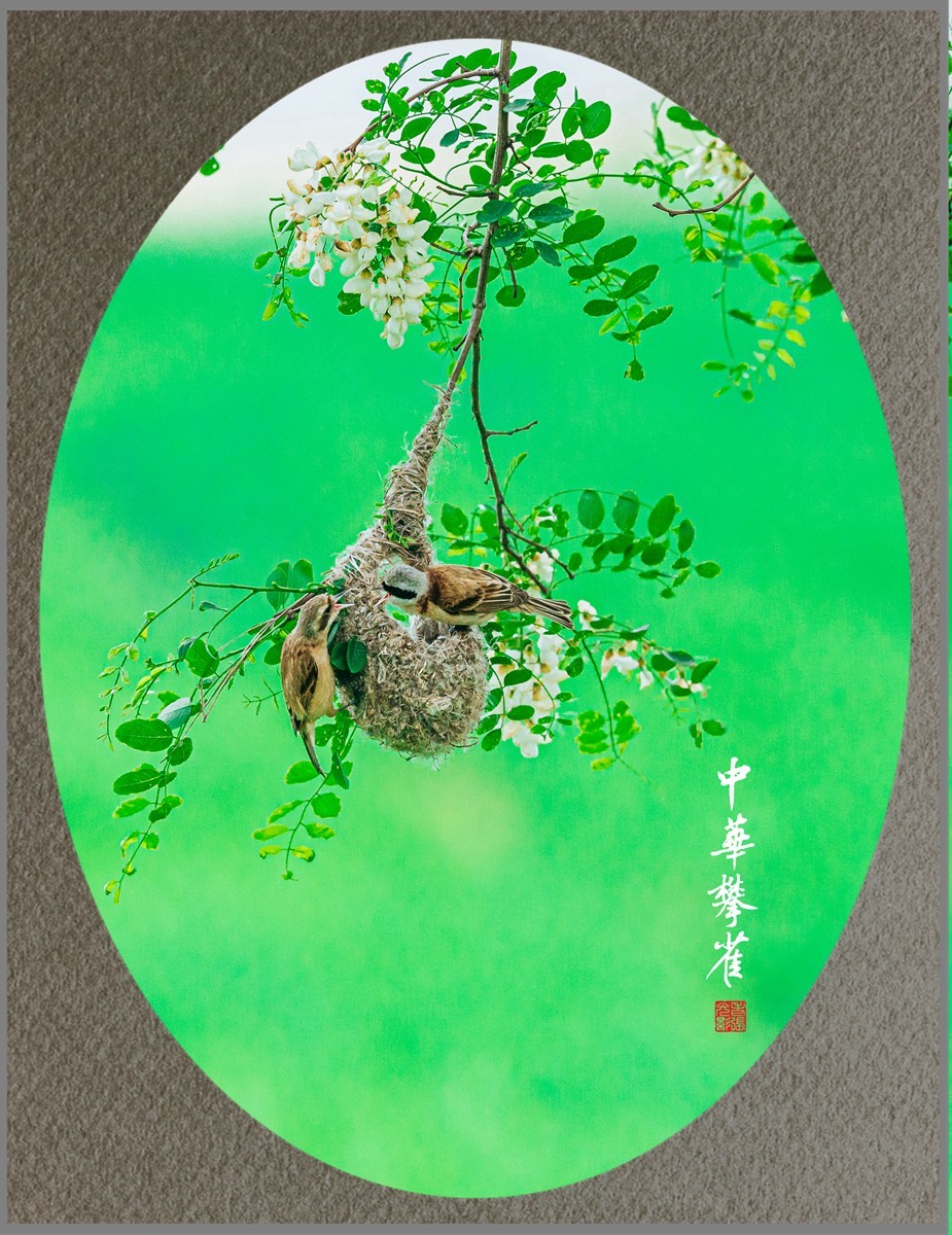 【老张光影】共筑爱的摇篮