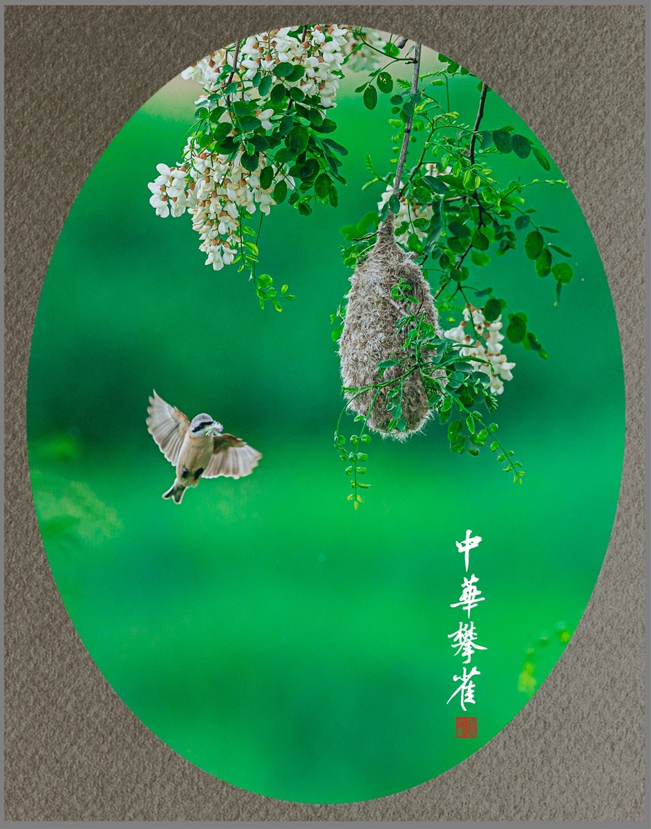 【老张光影】共筑爱的摇篮