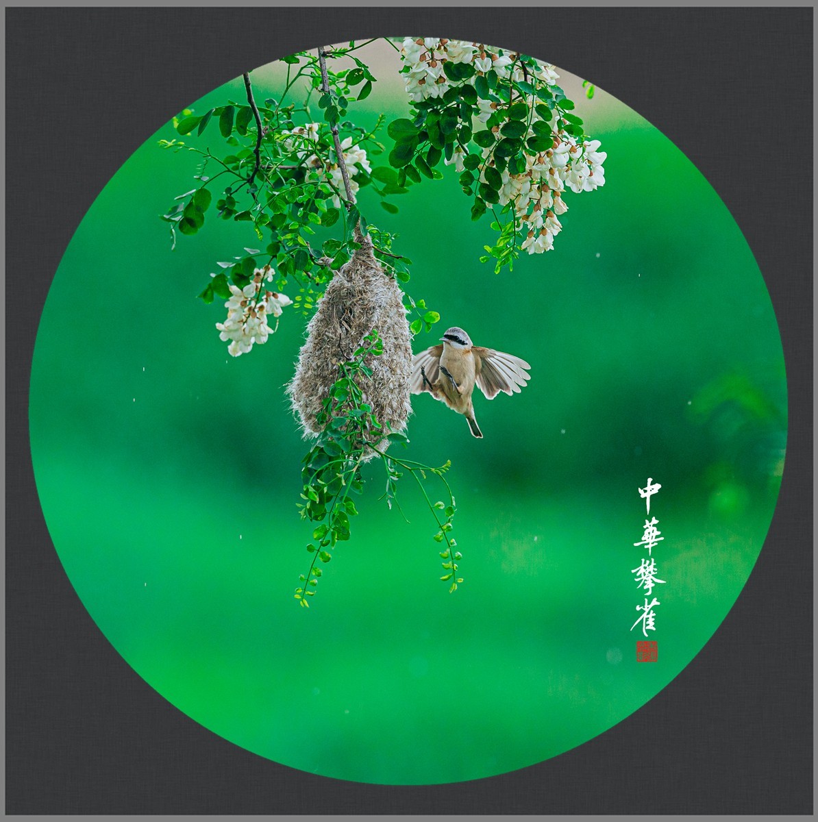 【老张光影】共筑爱的摇篮