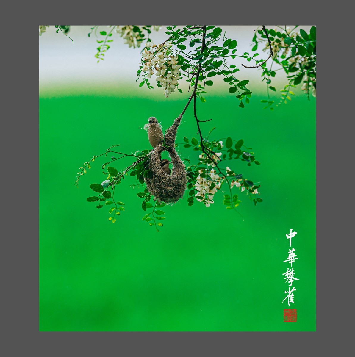 【老张光影】共筑爱的摇篮