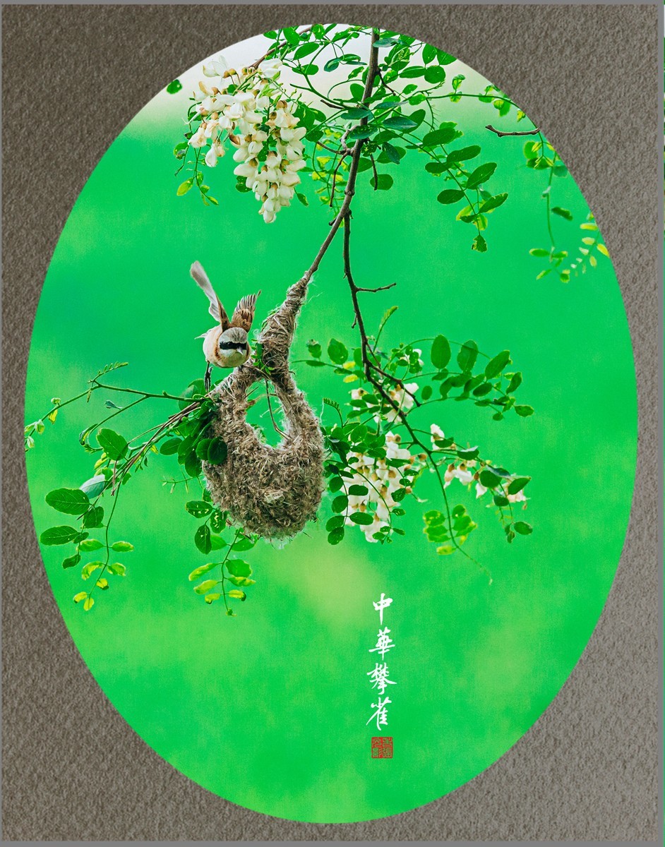 【老张光影】共筑爱的摇篮