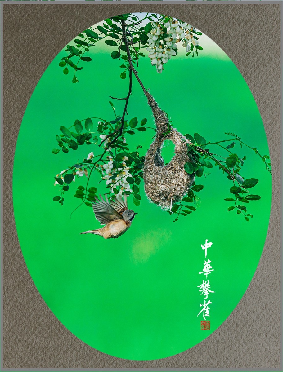 【老张光影】共筑爱的摇篮