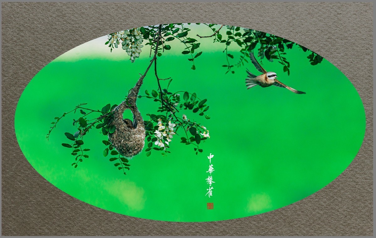 【老张光影】共筑爱的摇篮