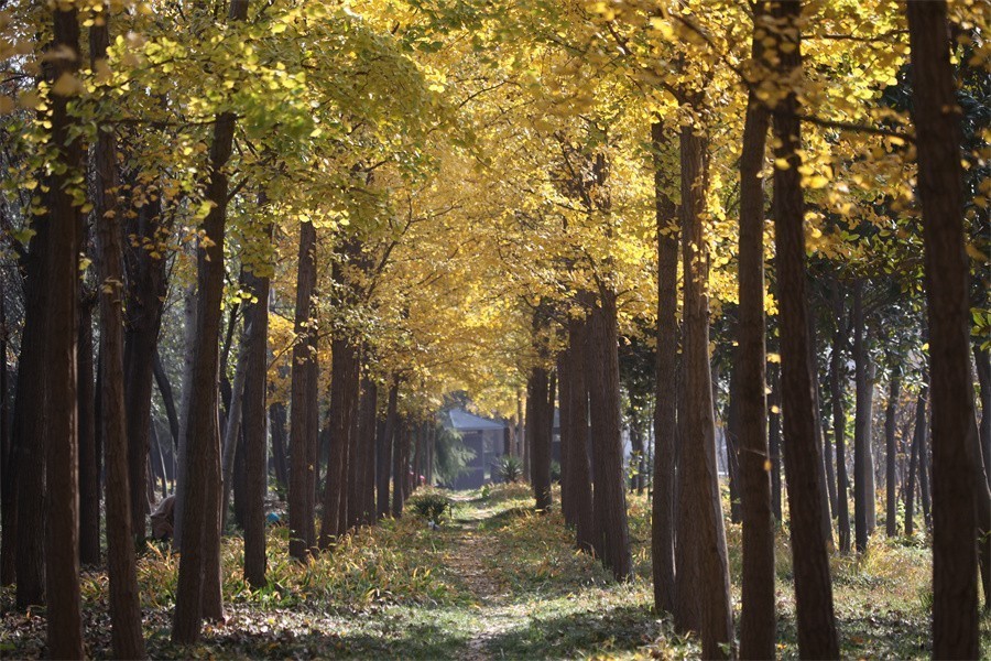 隋唐冬日美韵染洛阳城