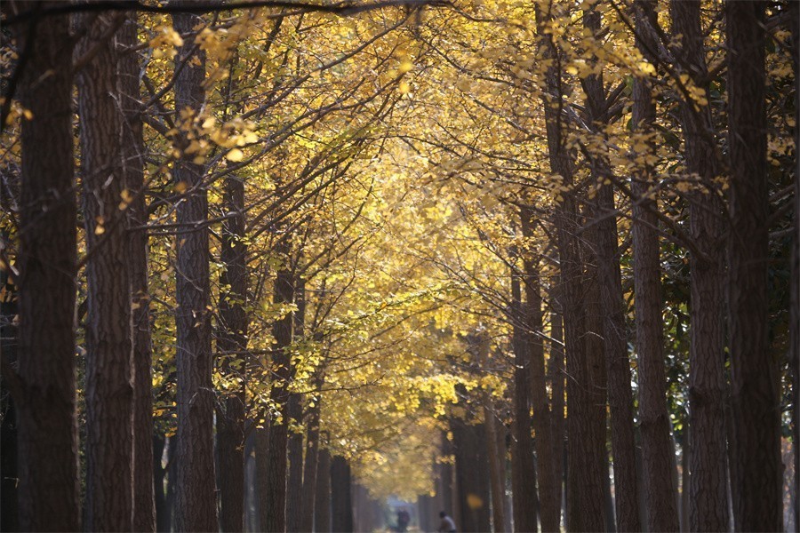 隋唐冬日美韵染洛阳城