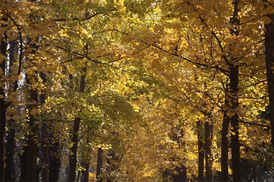 隋唐冬日美韵染洛阳城