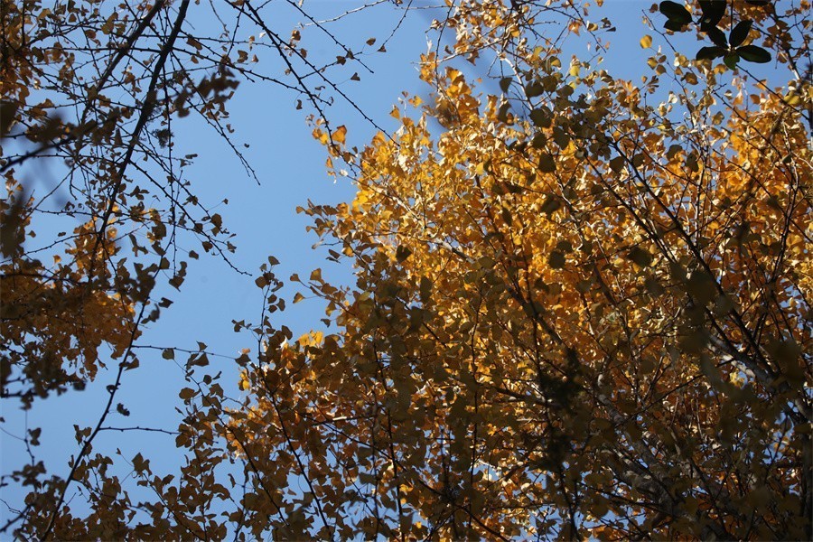 隋唐冬日美韵染洛阳城