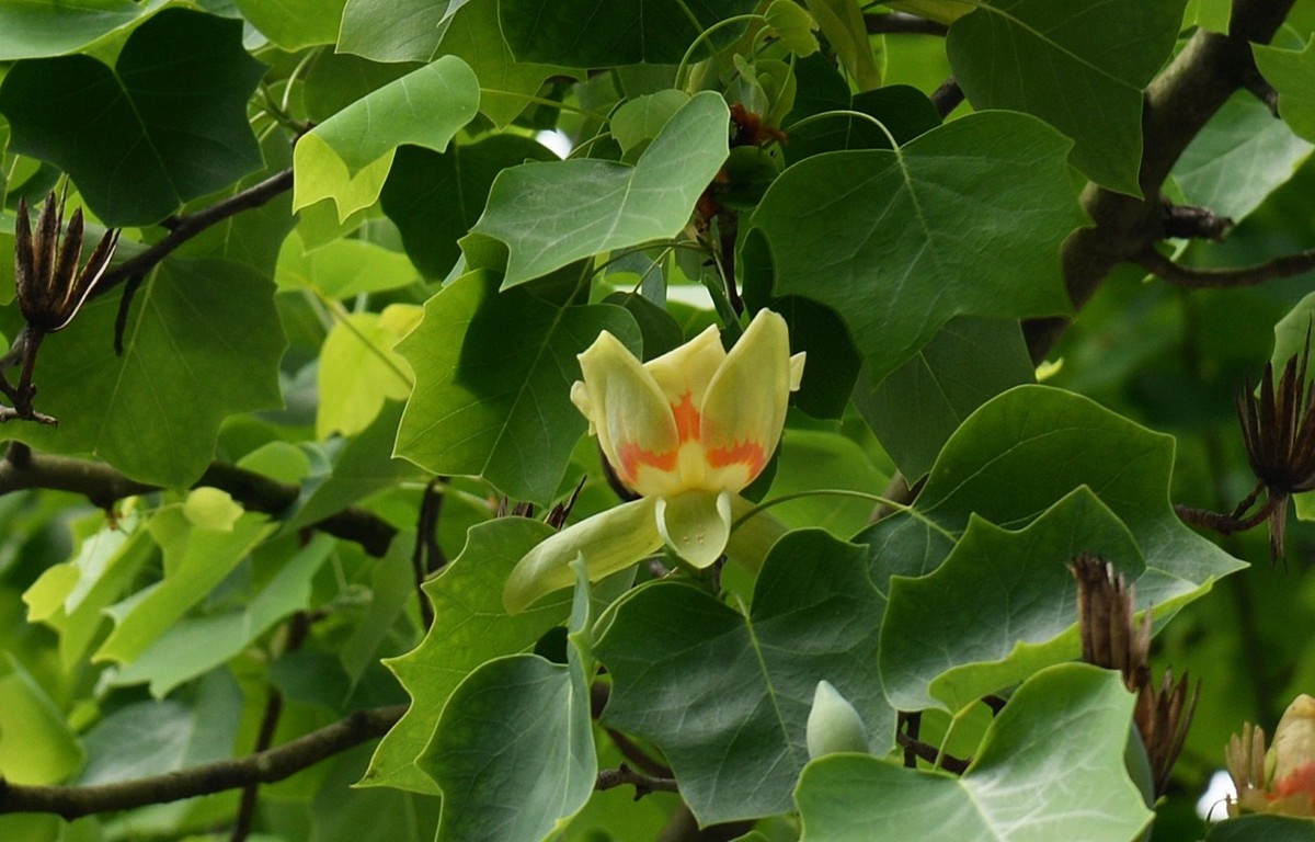 木兰花开马褂木