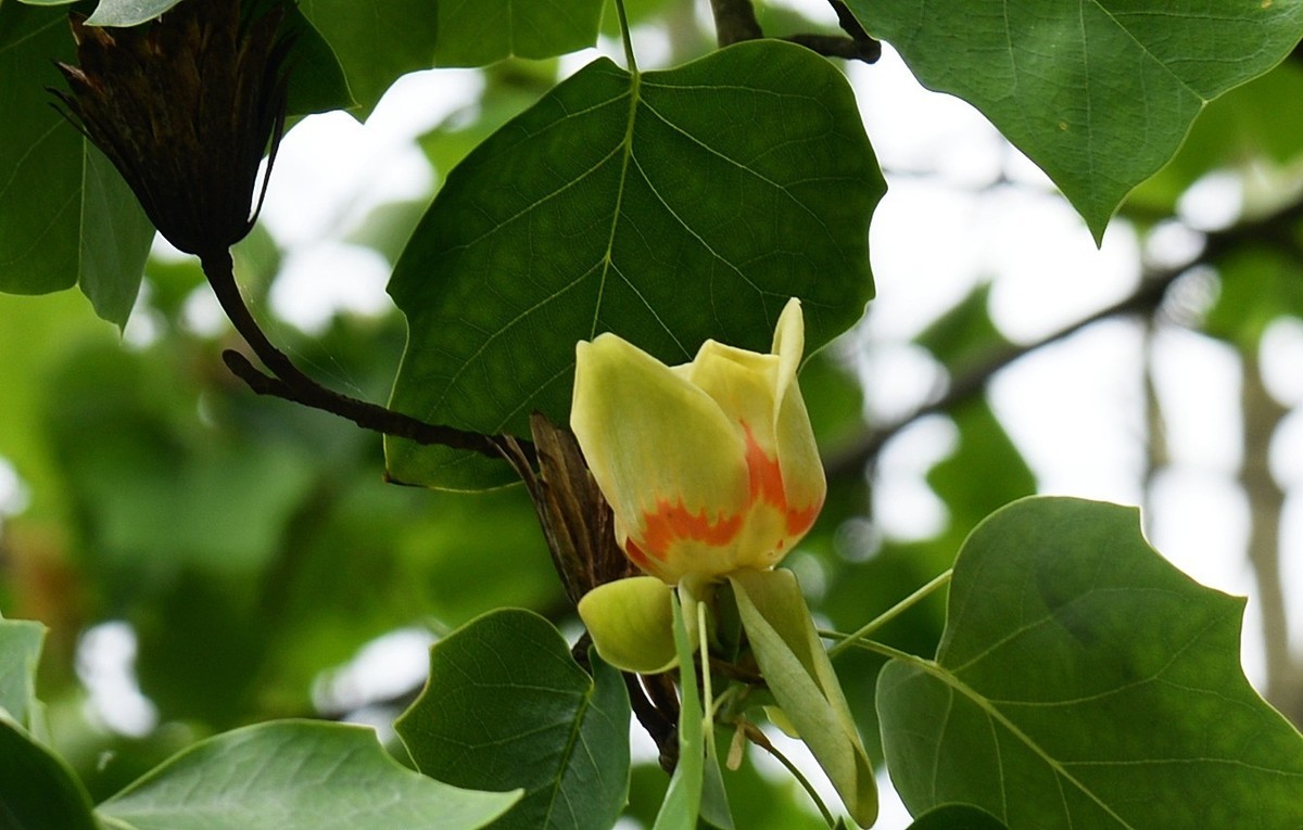 木兰花开马褂木
