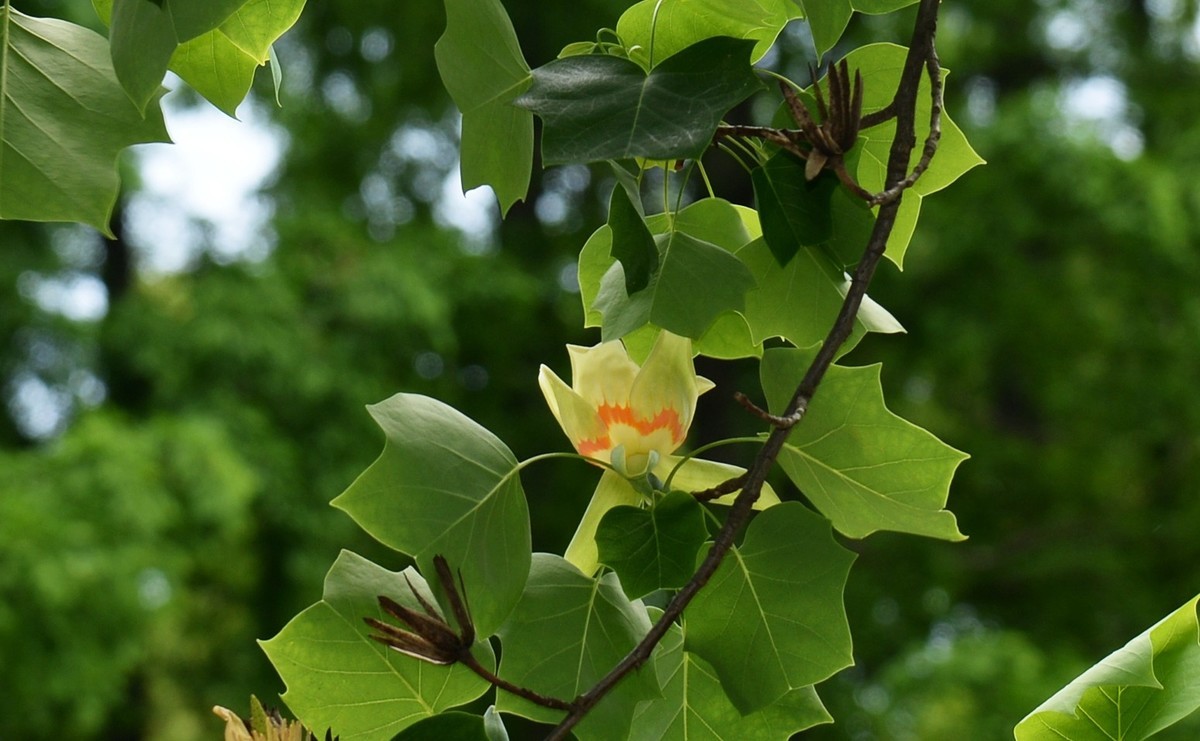 木兰花开马褂木