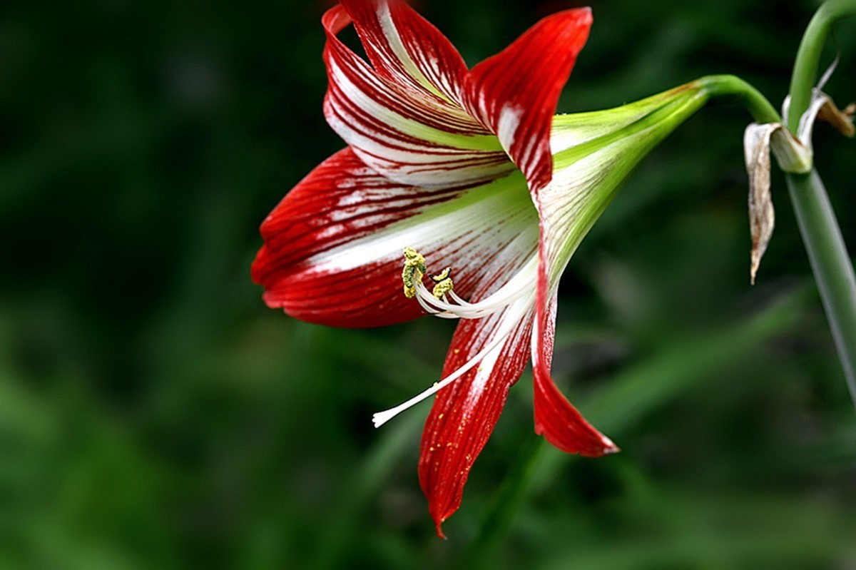 色彩鲜艳朱顶红