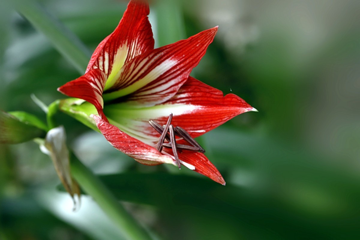 色彩鲜艳朱顶红