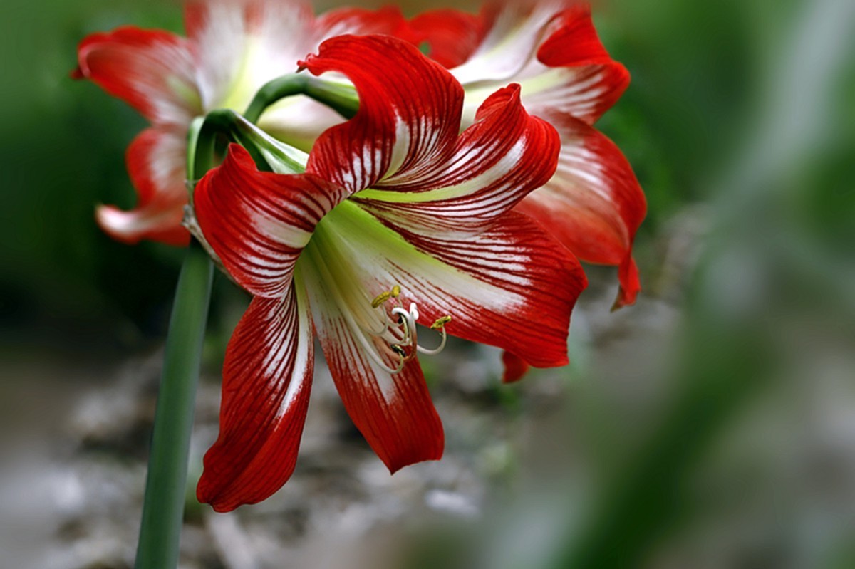 色彩鲜艳朱顶红