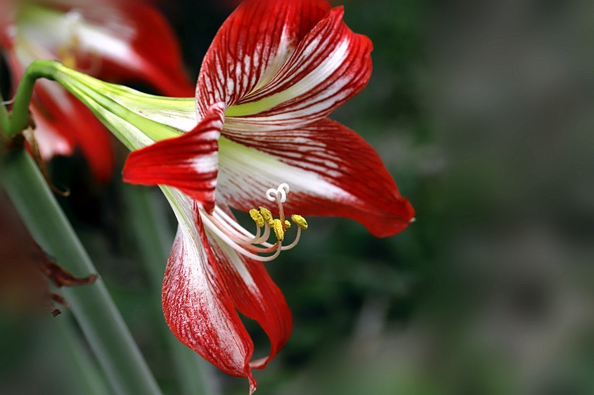 色彩鲜艳朱顶红