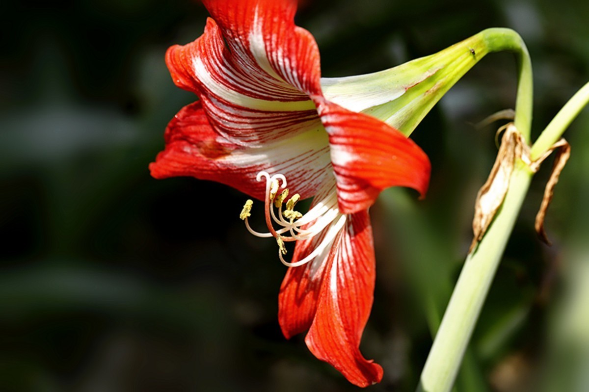 色彩鲜艳朱顶红