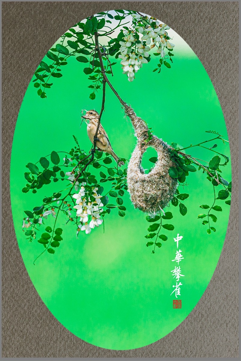 【老张光影】共筑爱的摇篮