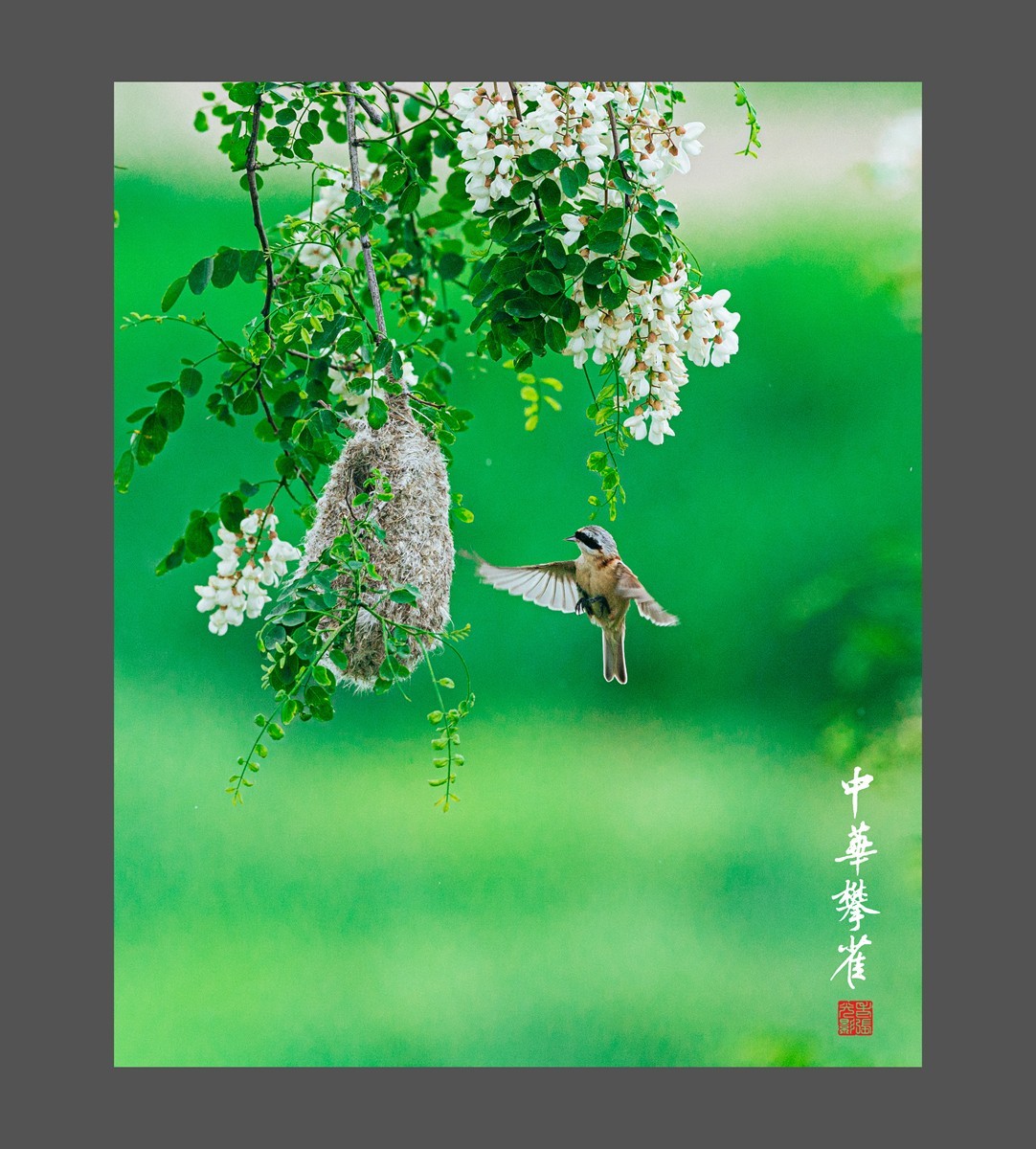 【老张光影】共筑爱的摇篮