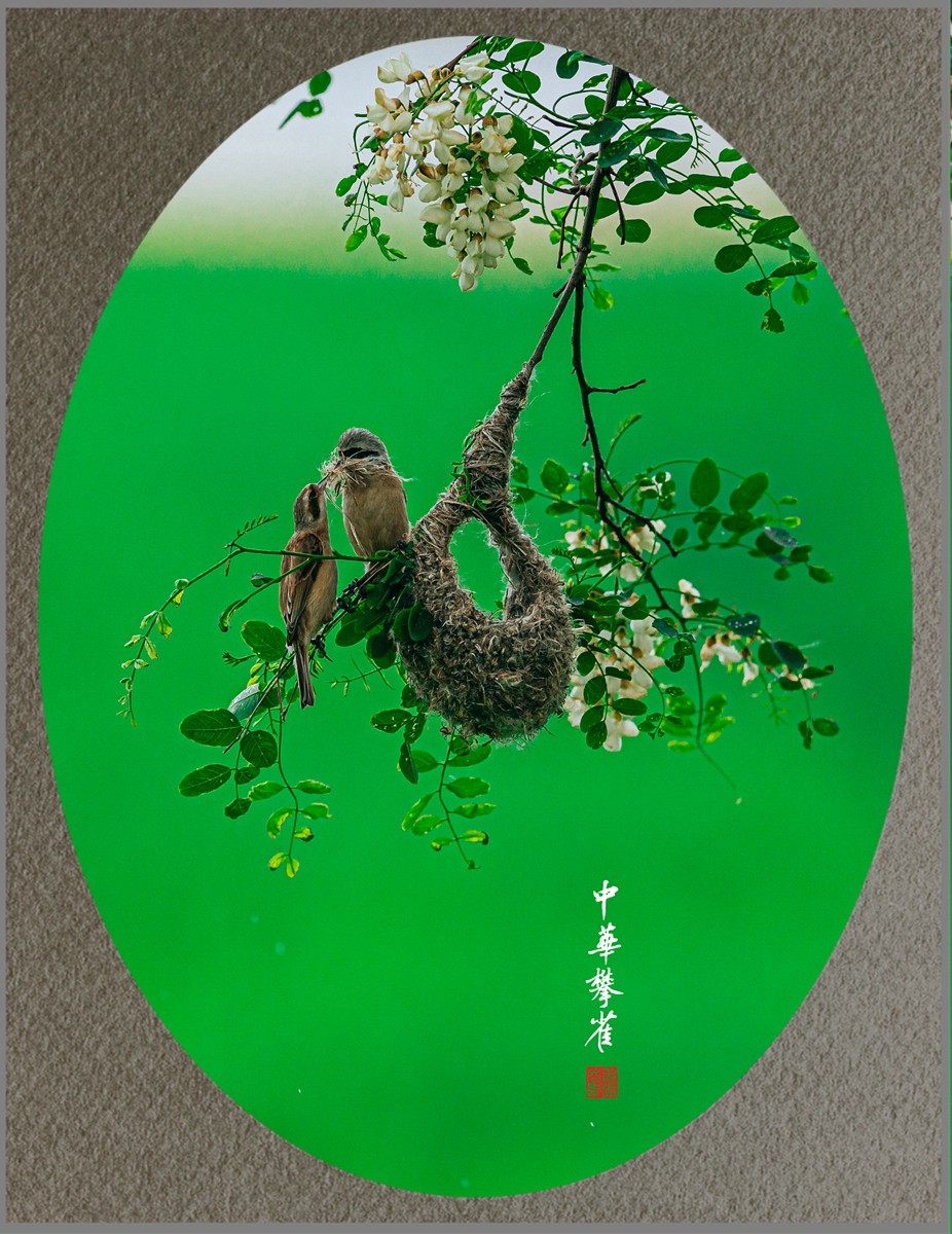 【老张光影】共筑爱的摇篮