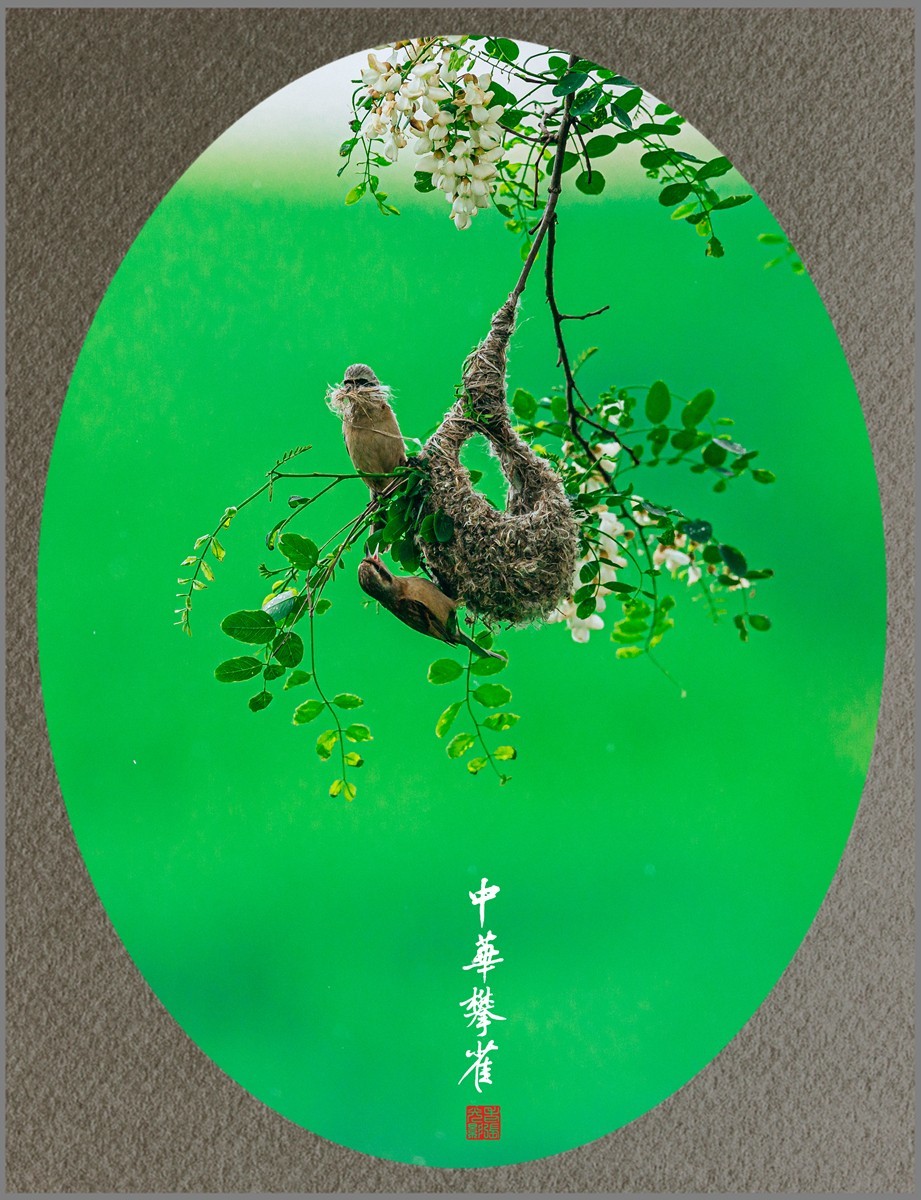 【老张光影】共筑爱的摇篮