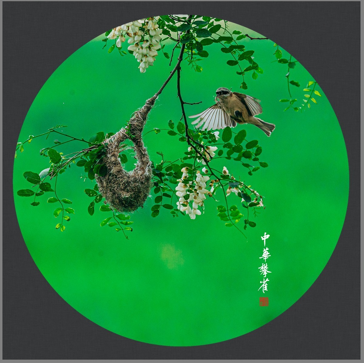 【老张光影】共筑爱的摇篮