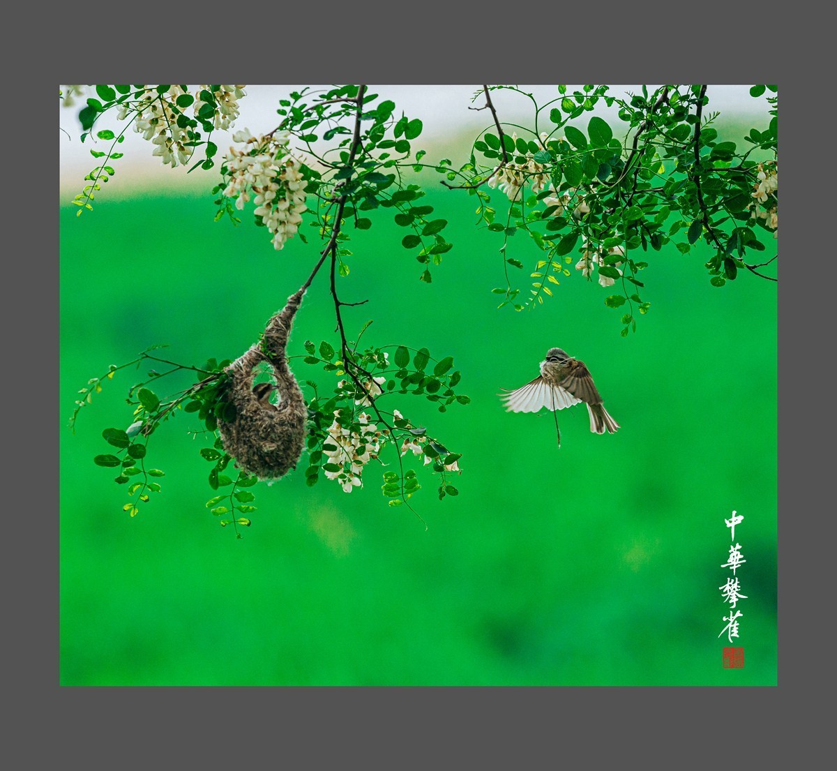 【老张光影】共筑爱的摇篮