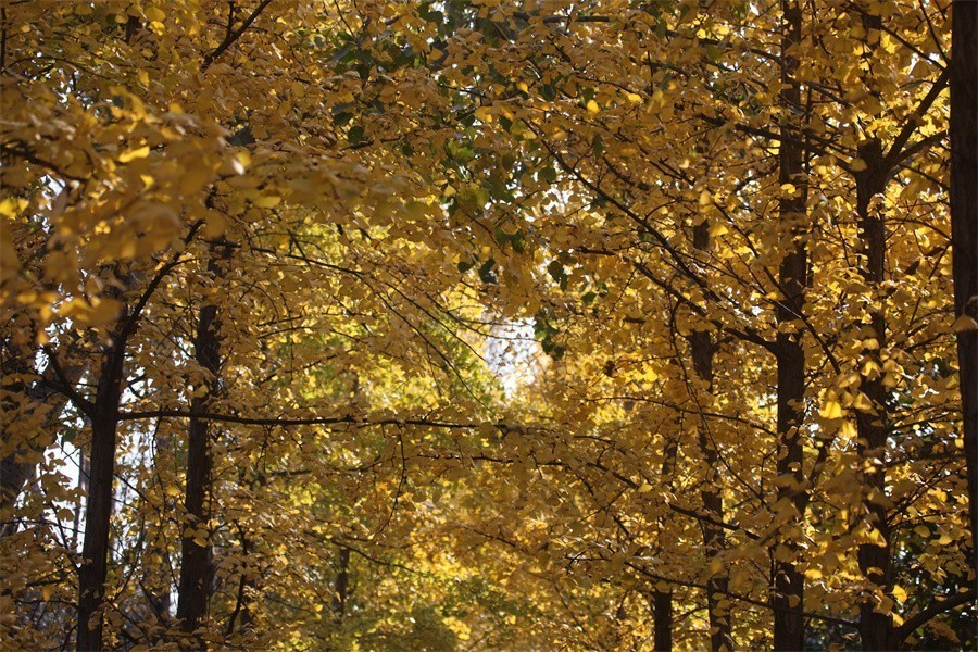 隋唐冬日美韵染洛阳城