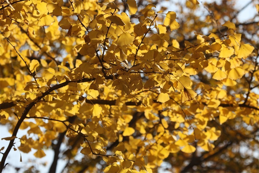 隋唐冬日美韵染洛阳城