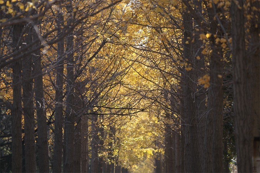 隋唐冬日美韵染洛阳城
