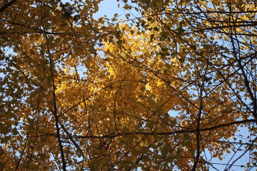 隋唐冬日美韵染洛阳城