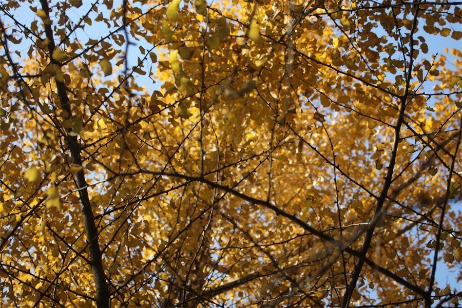 隋唐冬日美韵染洛阳城