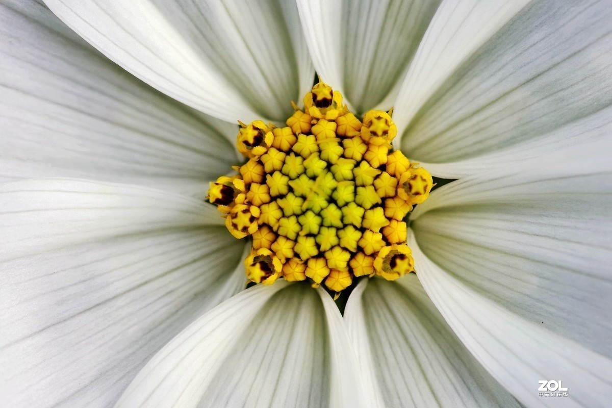 #版主坐堂#2020年8月份微距摄影精华集锦