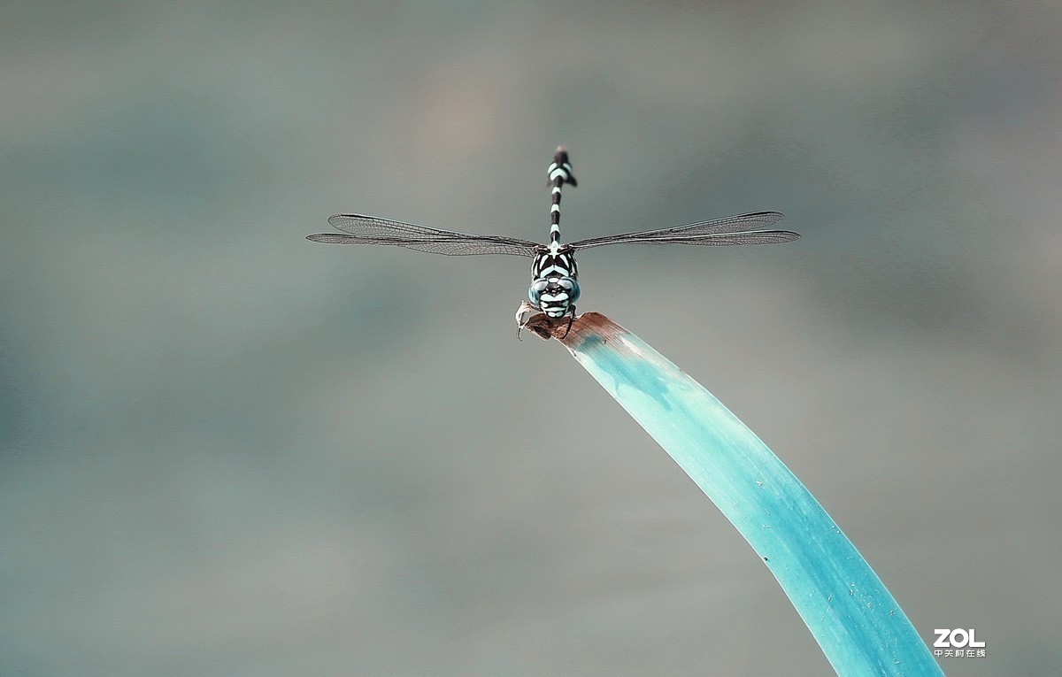 #版主坐堂#2020年8月份微距摄影精华集锦